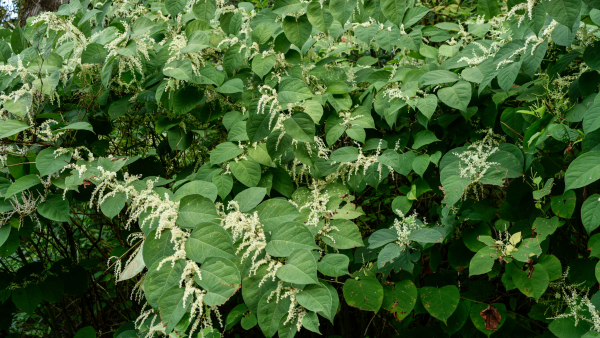 Can I Sell My Home with Japanese Knotweed? Understanding Your Options