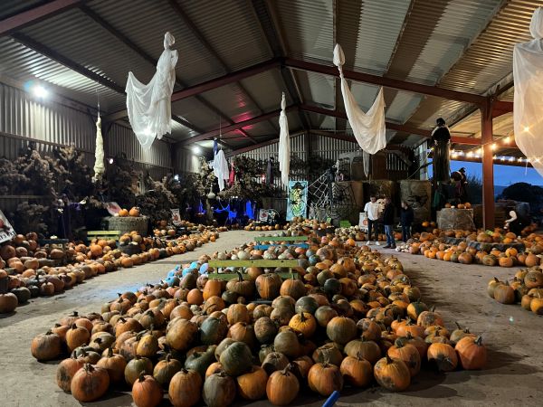 Clearwell Farm - Pick Your Own Pumpkins
