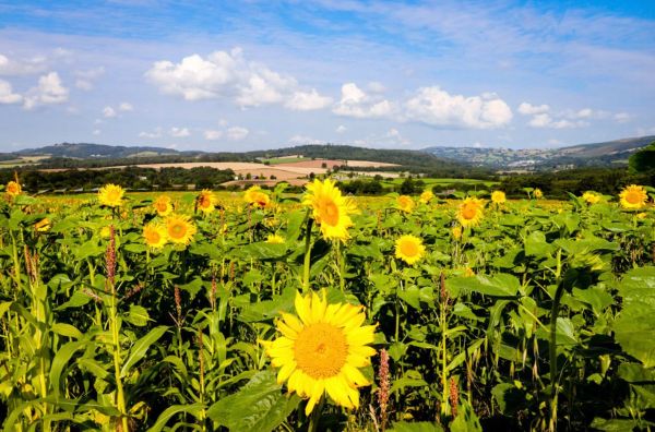 Sunflower Patch & Maize Maze at Clearwell Farm
