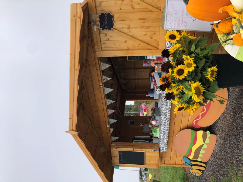 Sunset Sunflower Bar at Clearwell Farm