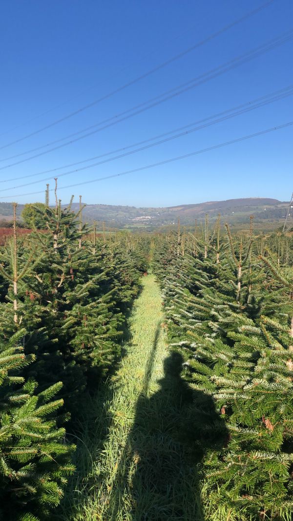 Clearwell Christmas Experience