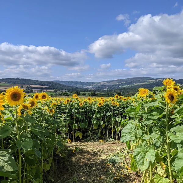 Client Image: Clearwell Farm