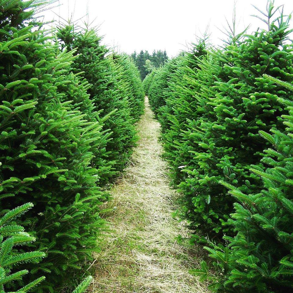 Clearwell Christmas Trees