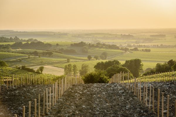 Press Release: Heritage Cognac Field