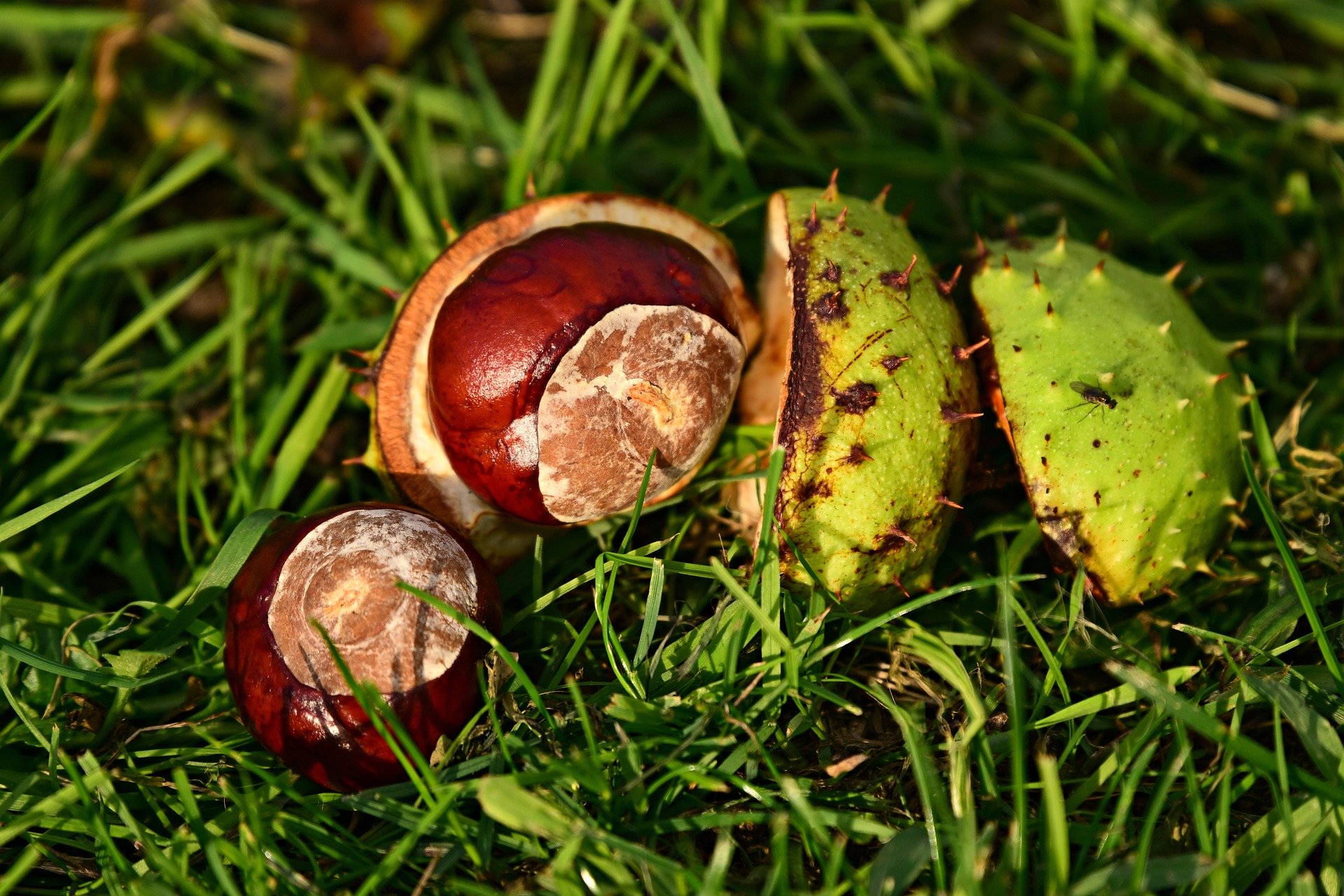 The Best Places to Find Conkers in Cardiff