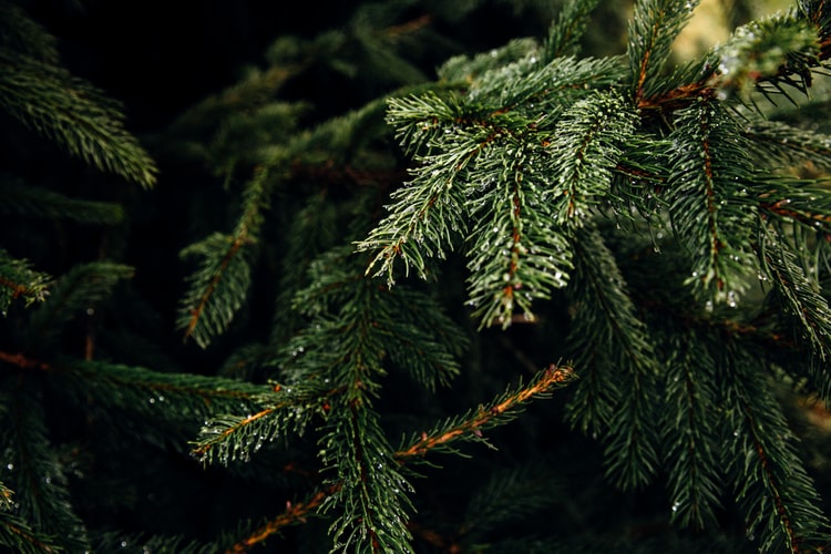 Top Tips For Choosing the Best Christmas Tree